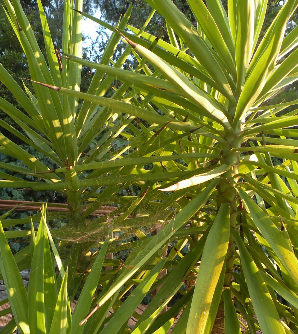 Cyrtophora citricola - Atene (Grecia)